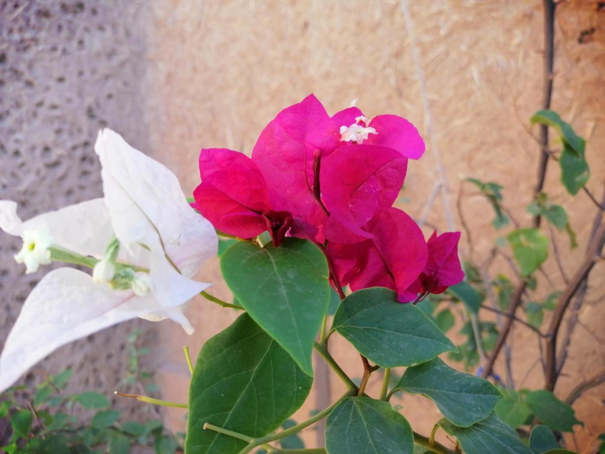 La Gazelle Bleue Otel Merzouga Dış mekan fotoğraf